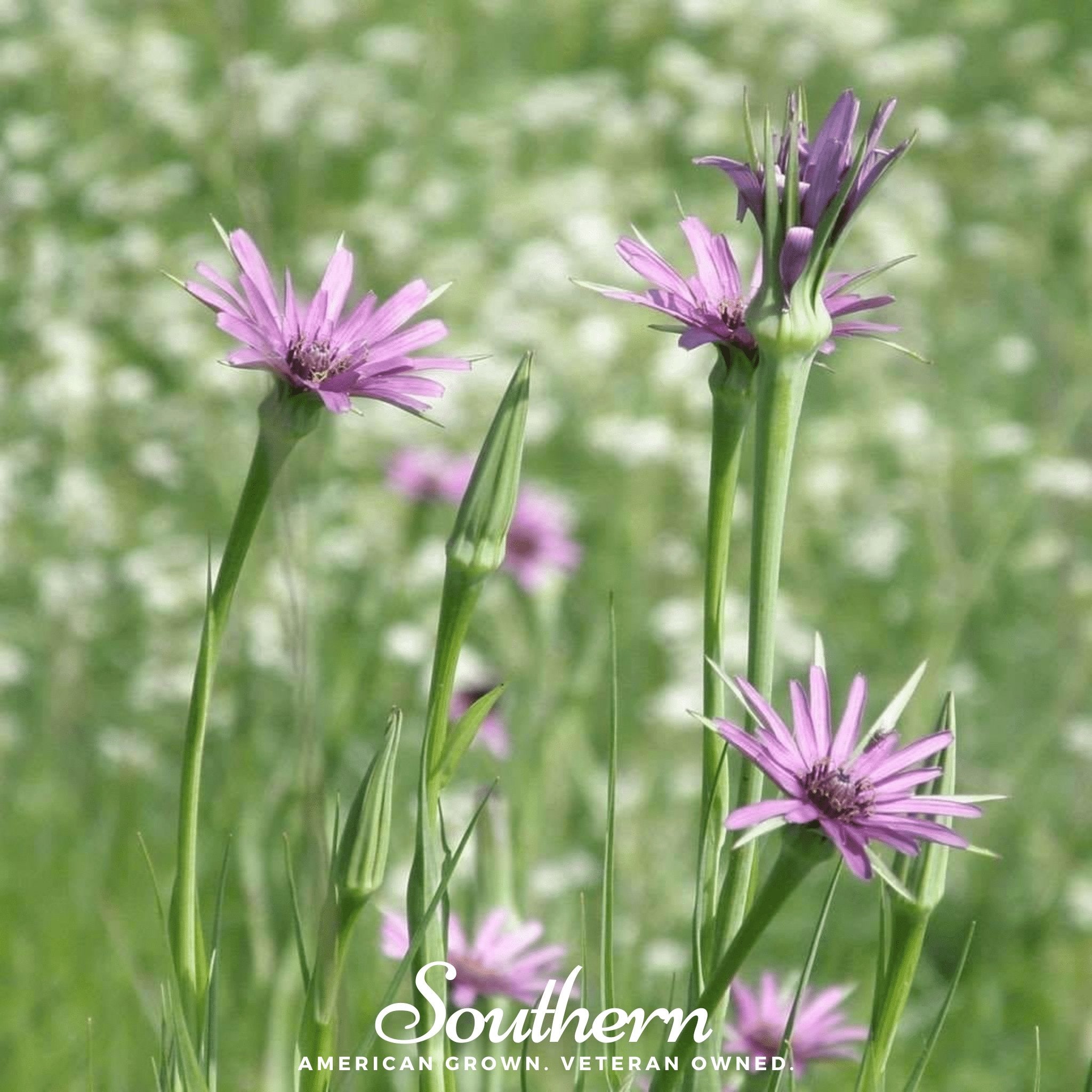 Mammoth Sandwich Island Salsify – 50 Seeds Southern Seeds
