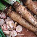 Mammoth Sandwich Island Salsify – 50 Seeds Southern Seeds