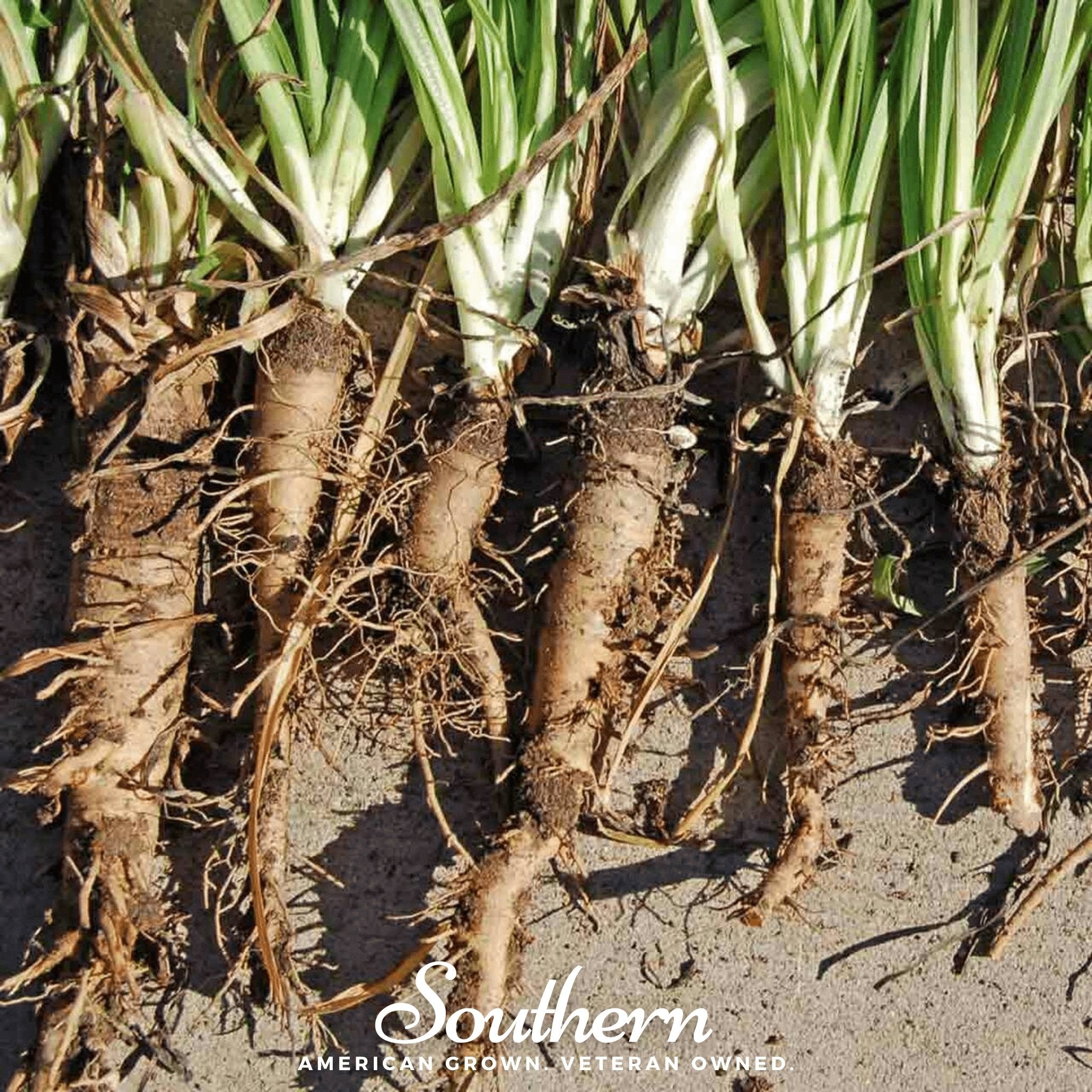Mammoth Sandwich Island Salsify – 50 Seeds Southern Seeds