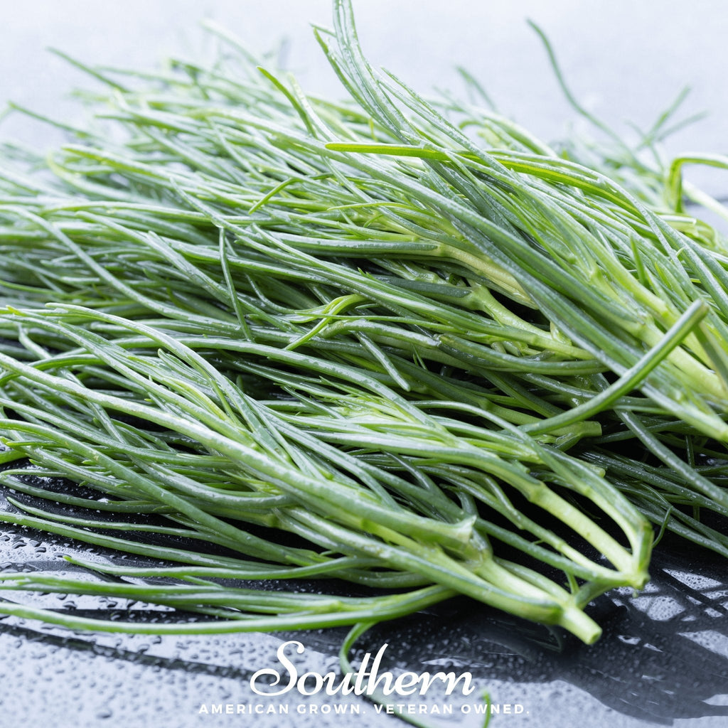 Saltwort – 50 Seeds Southern Seeds