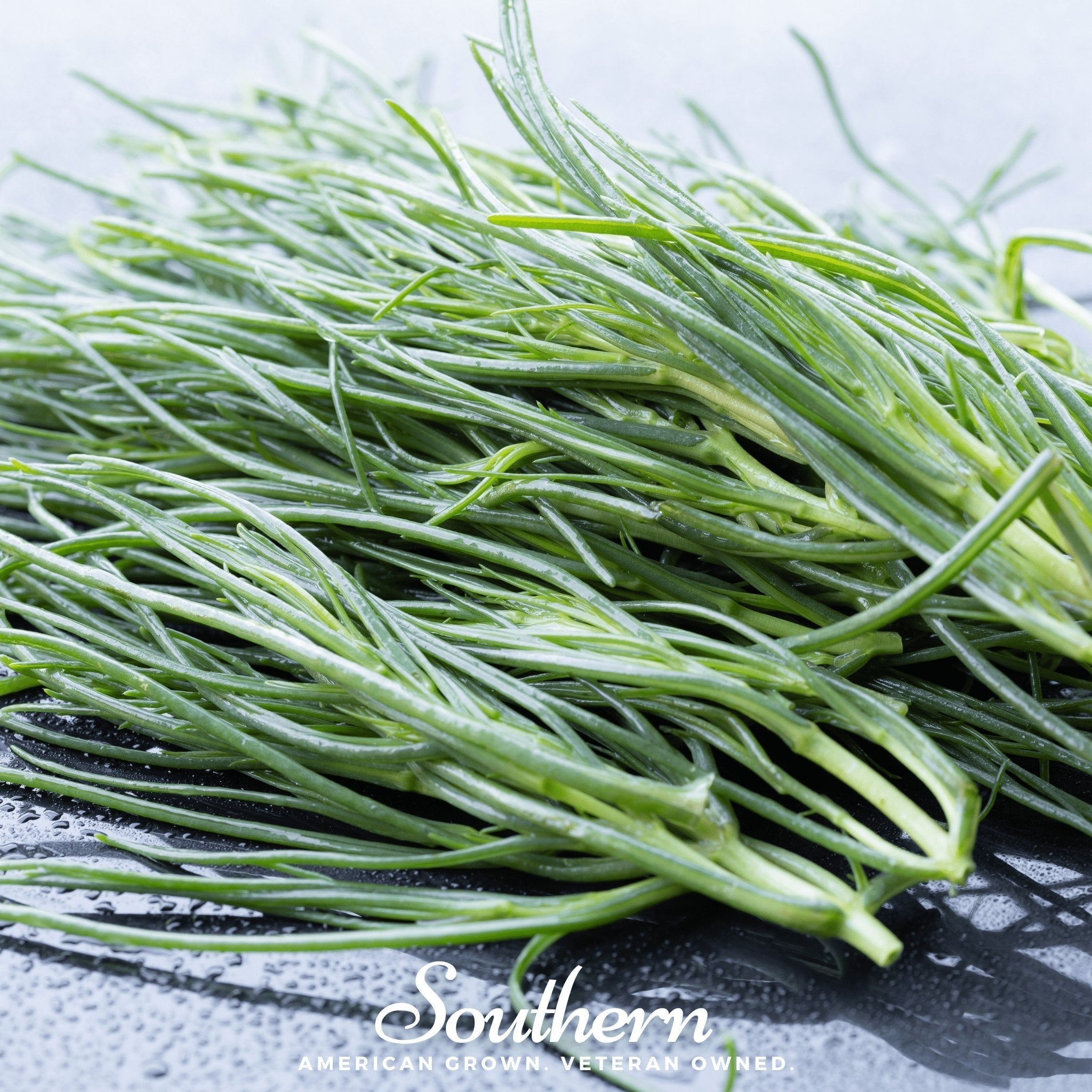 Saltwort – 50 Seeds Southern Seeds