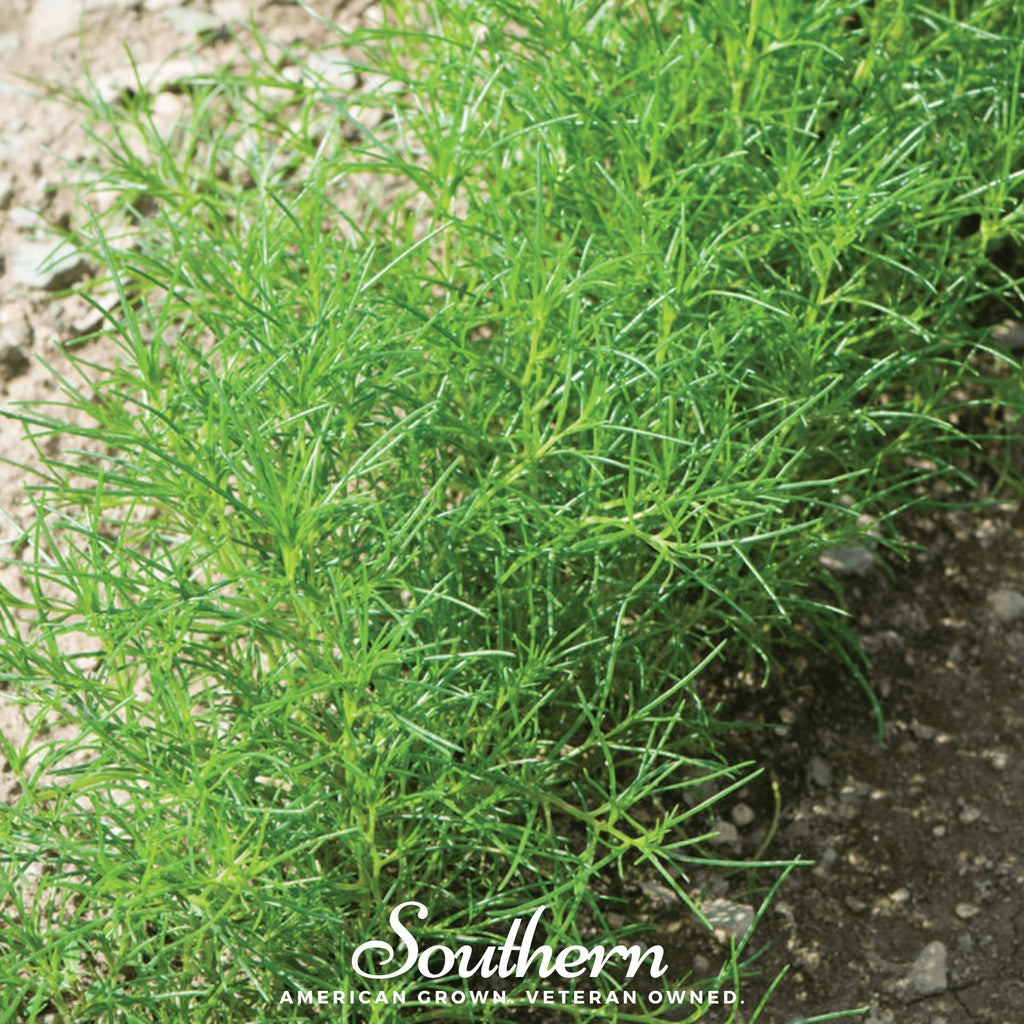 Saltwort – 50 Seeds Southern Seeds