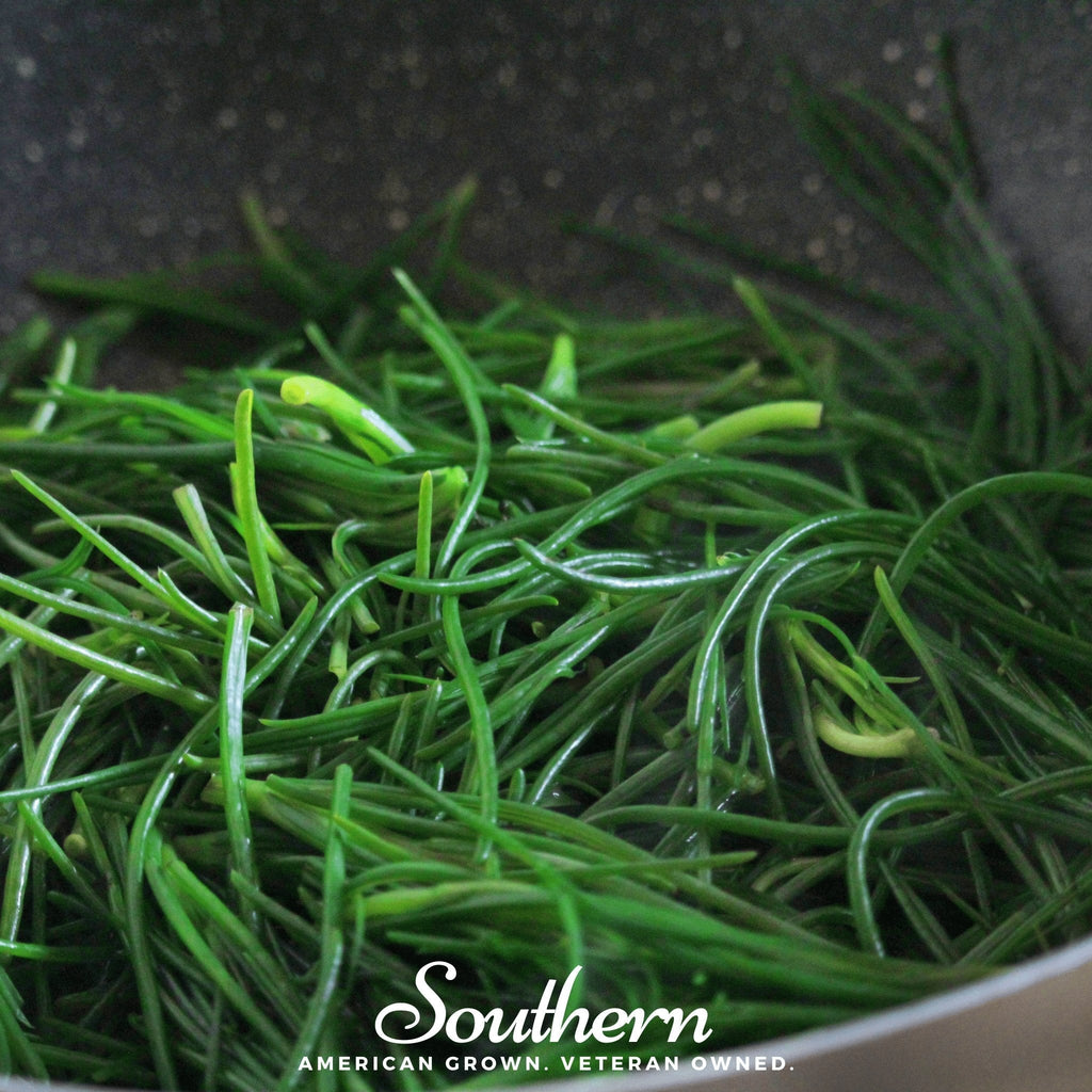 Saltwort – 50 Seeds Southern Seeds