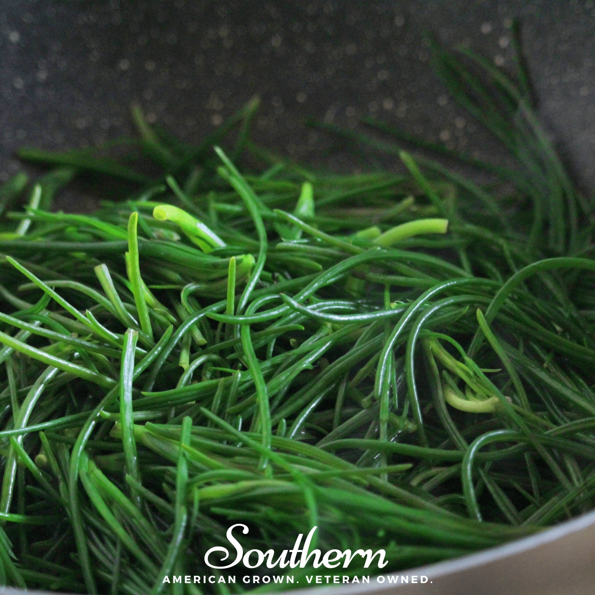 Saltwort – 50 Seeds Southern Seeds