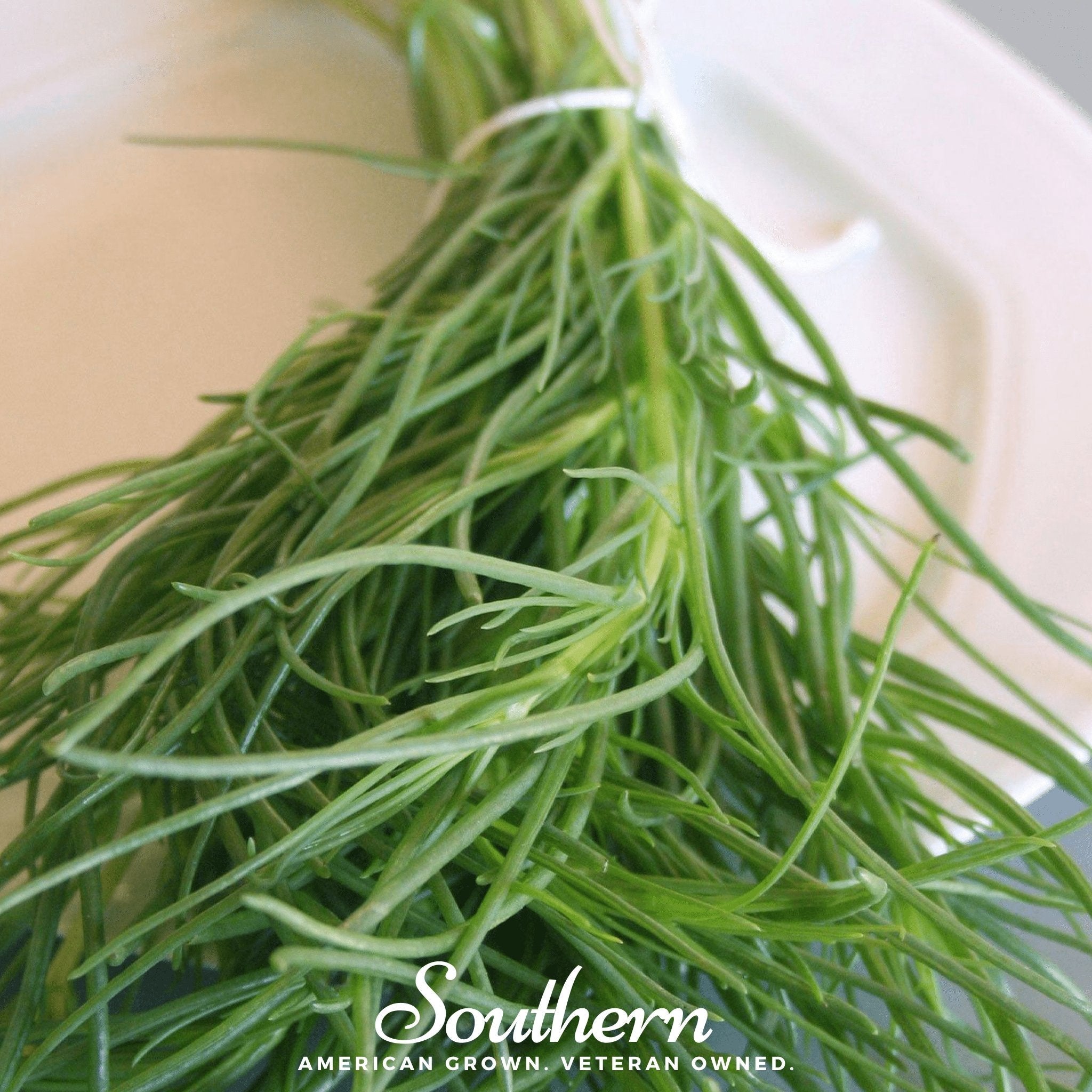 Saltwort – 50 Seeds Southern Seeds