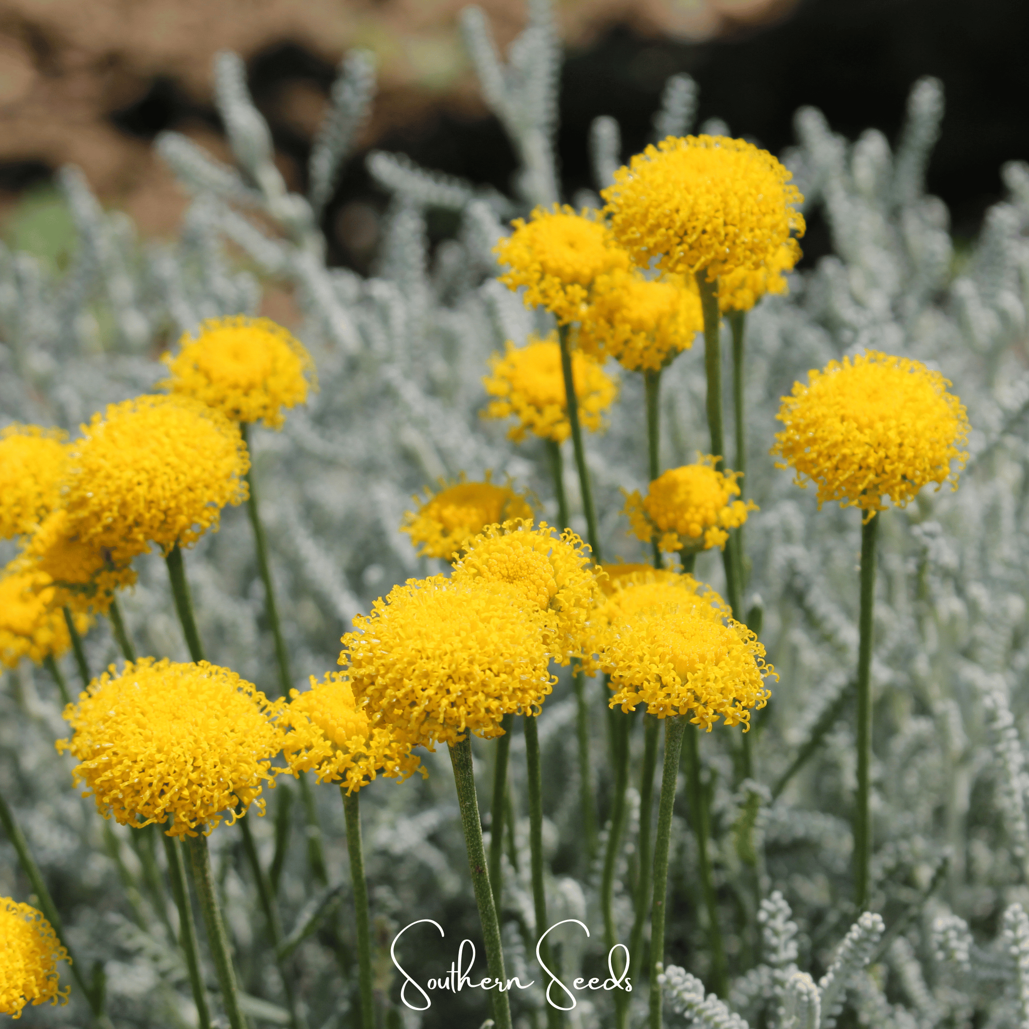 Lavender Cotton Santolina – 20 Seeds Southern Seeds
