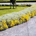 Lavender Cotton Santolina – 20 Seeds Southern Seeds