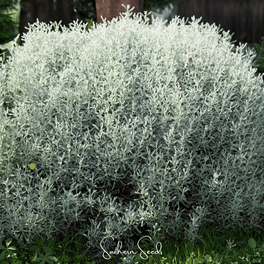 Lavender Cotton Santolina – 20 Seeds Southern Seeds