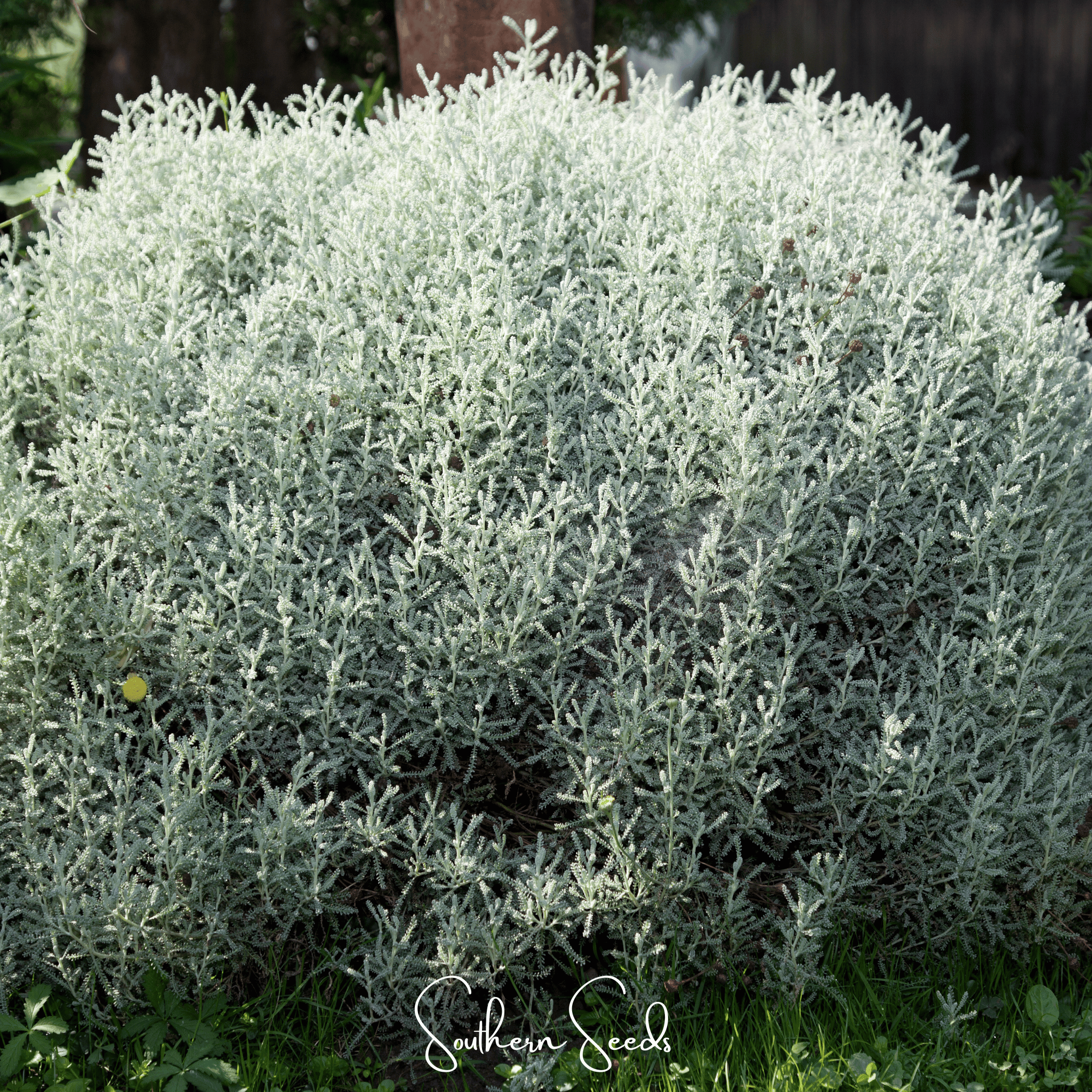Lavender Cotton Santolina – 20 Seeds Southern Seeds