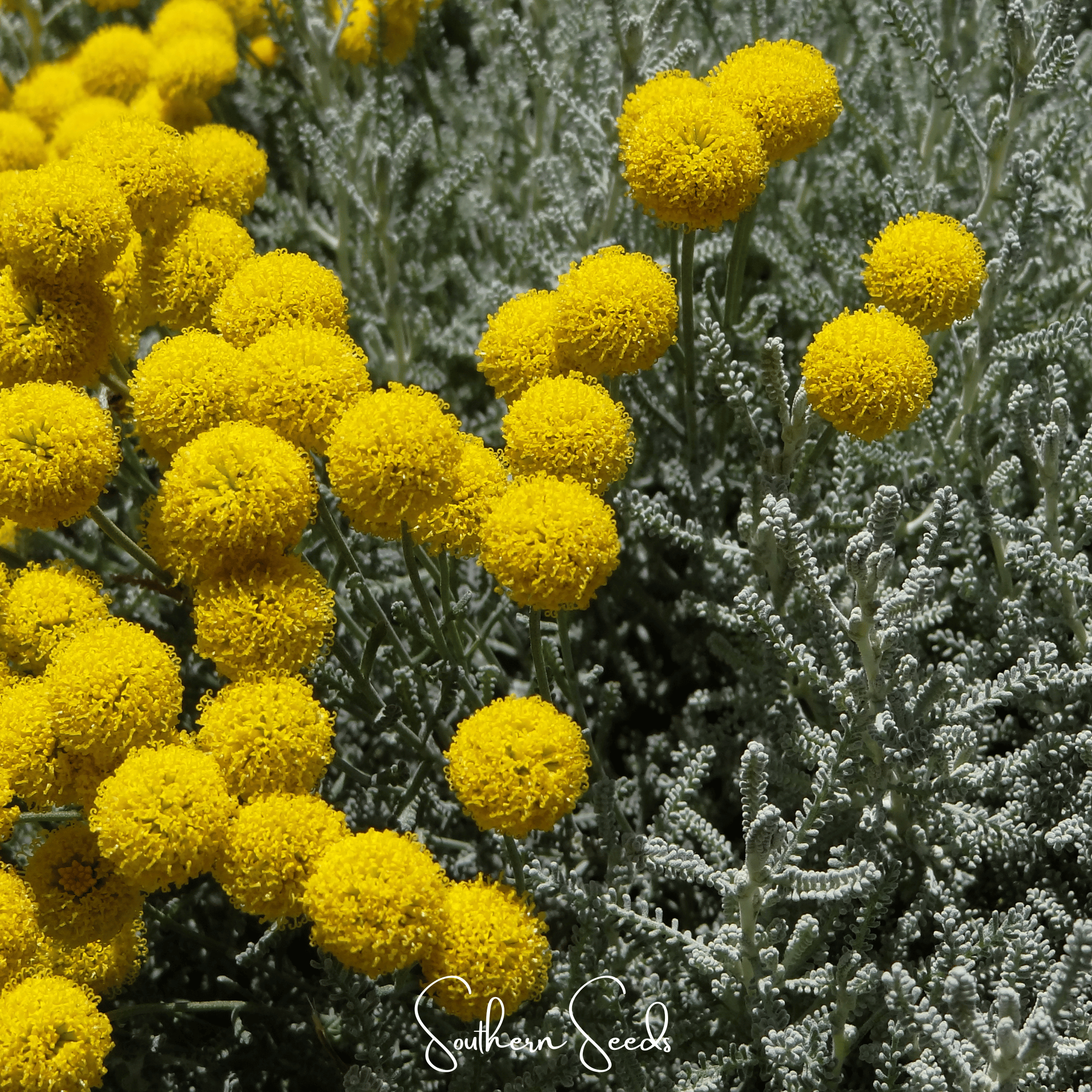Lavender Cotton Santolina – 20 Seeds Southern Seeds