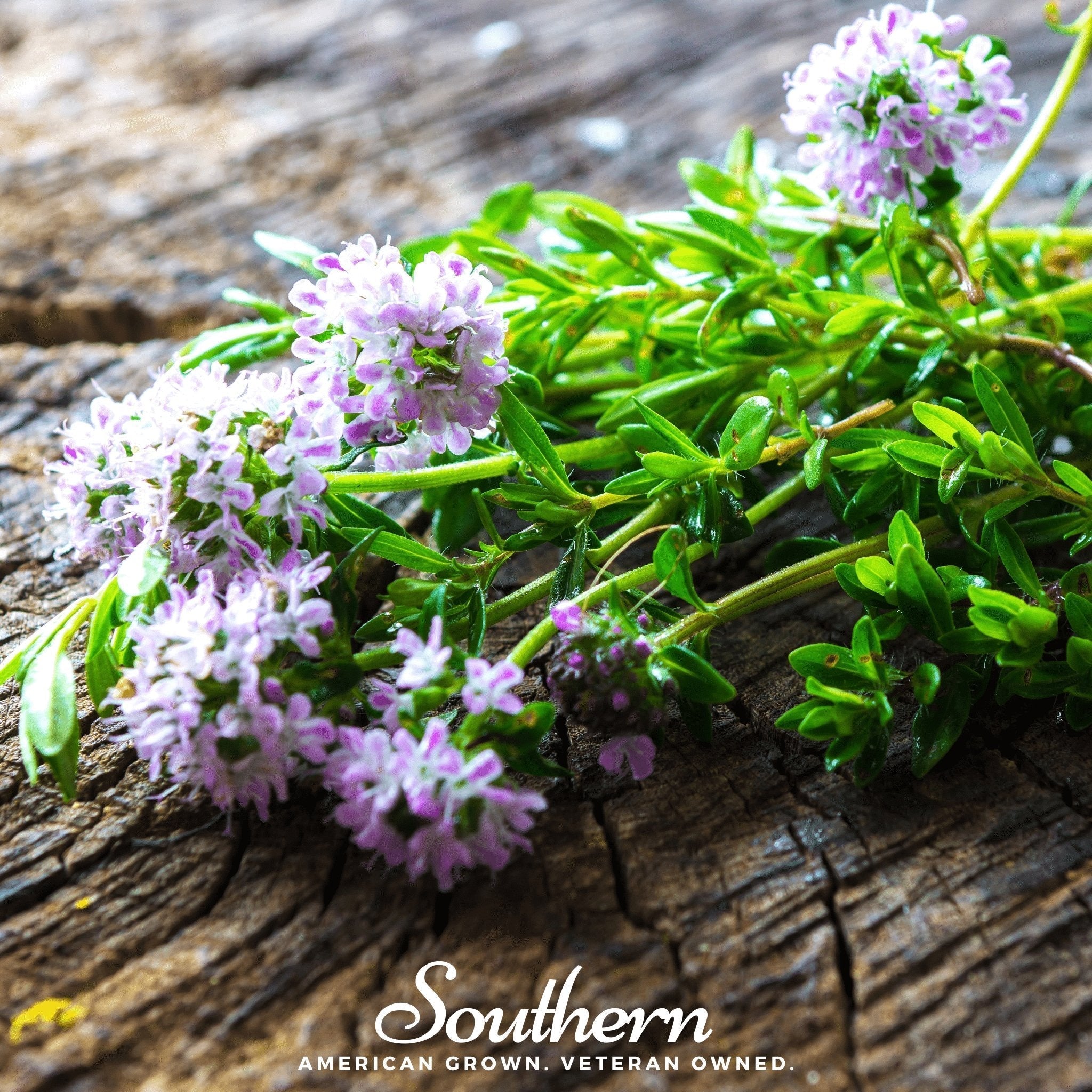 Summer Savory – 100 Seeds Southern Seeds