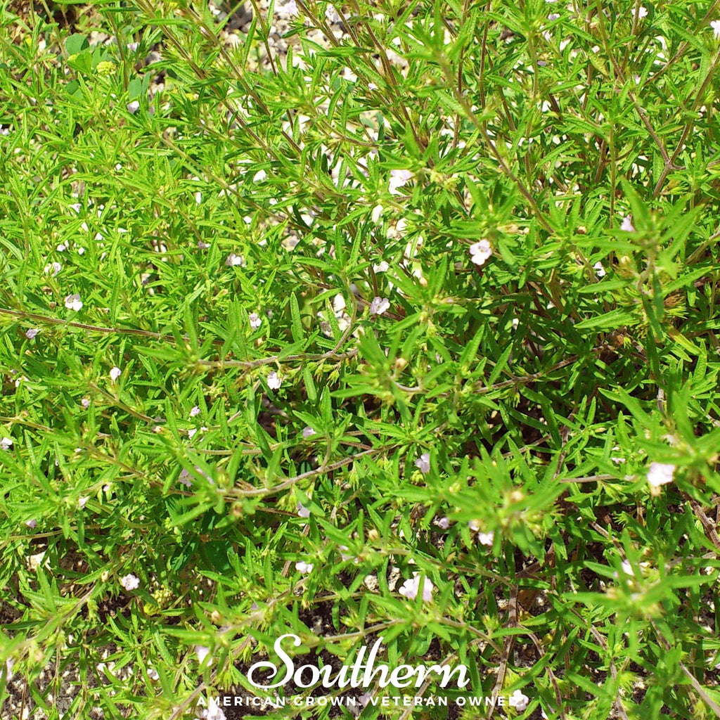 Summer Savory – 100 Seeds Southern Seeds