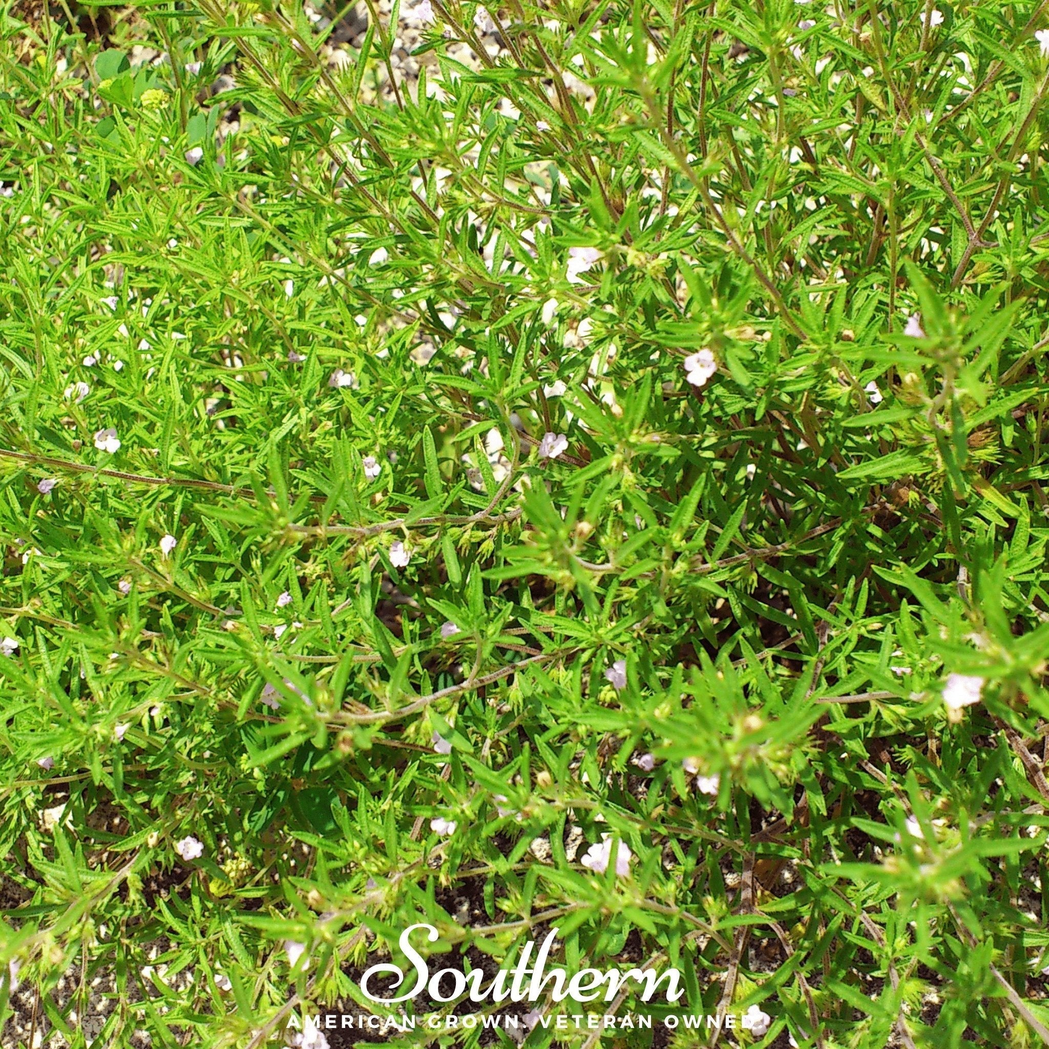 Summer Savory – 100 Seeds Southern Seeds