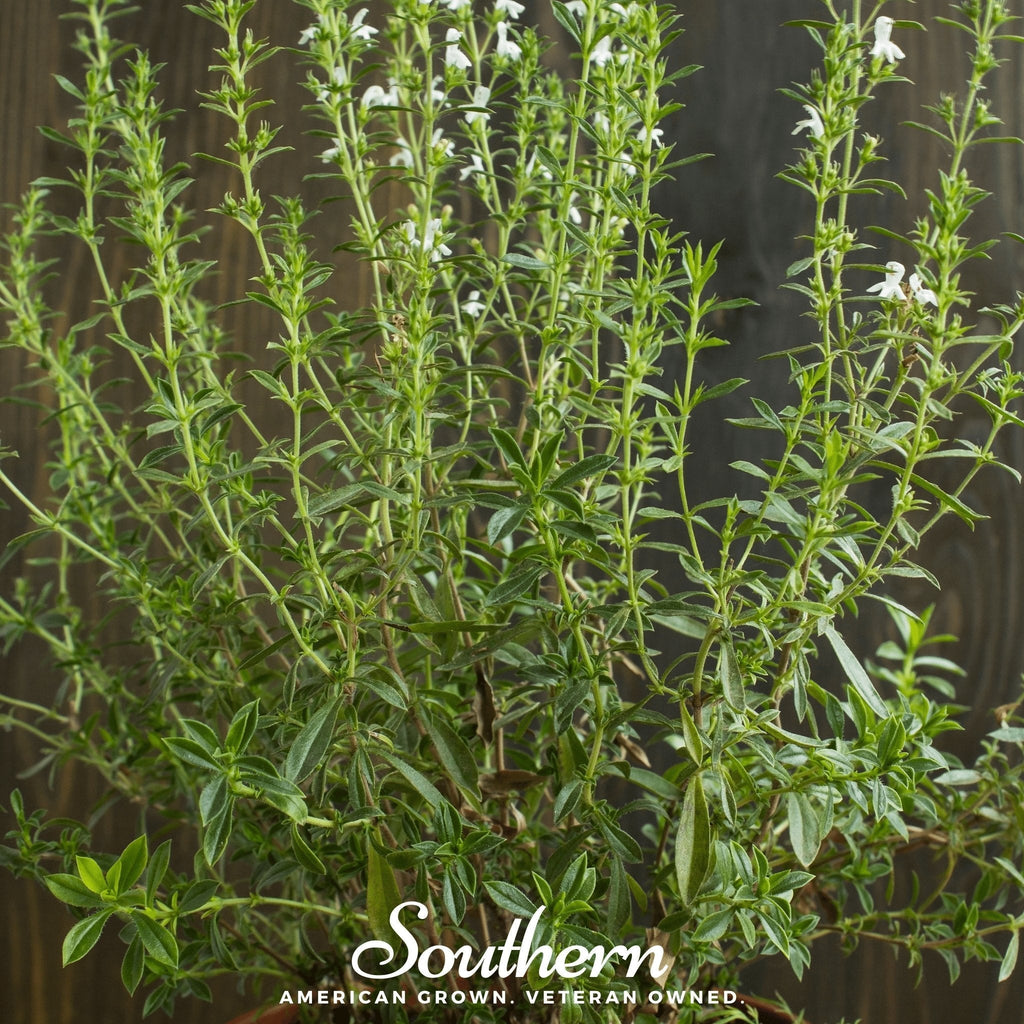 Summer Savory – 100 Seeds Southern Seeds