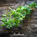 Summer Savory – 100 Seeds Southern Seeds