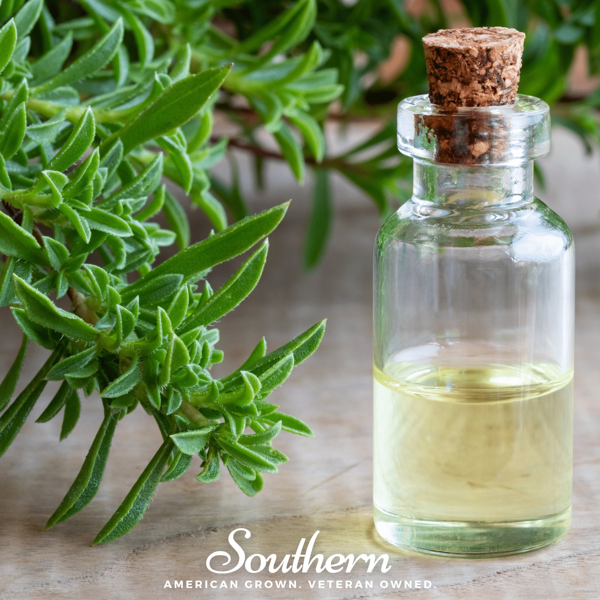 Winter Savory – 100 Seeds Southern Seeds