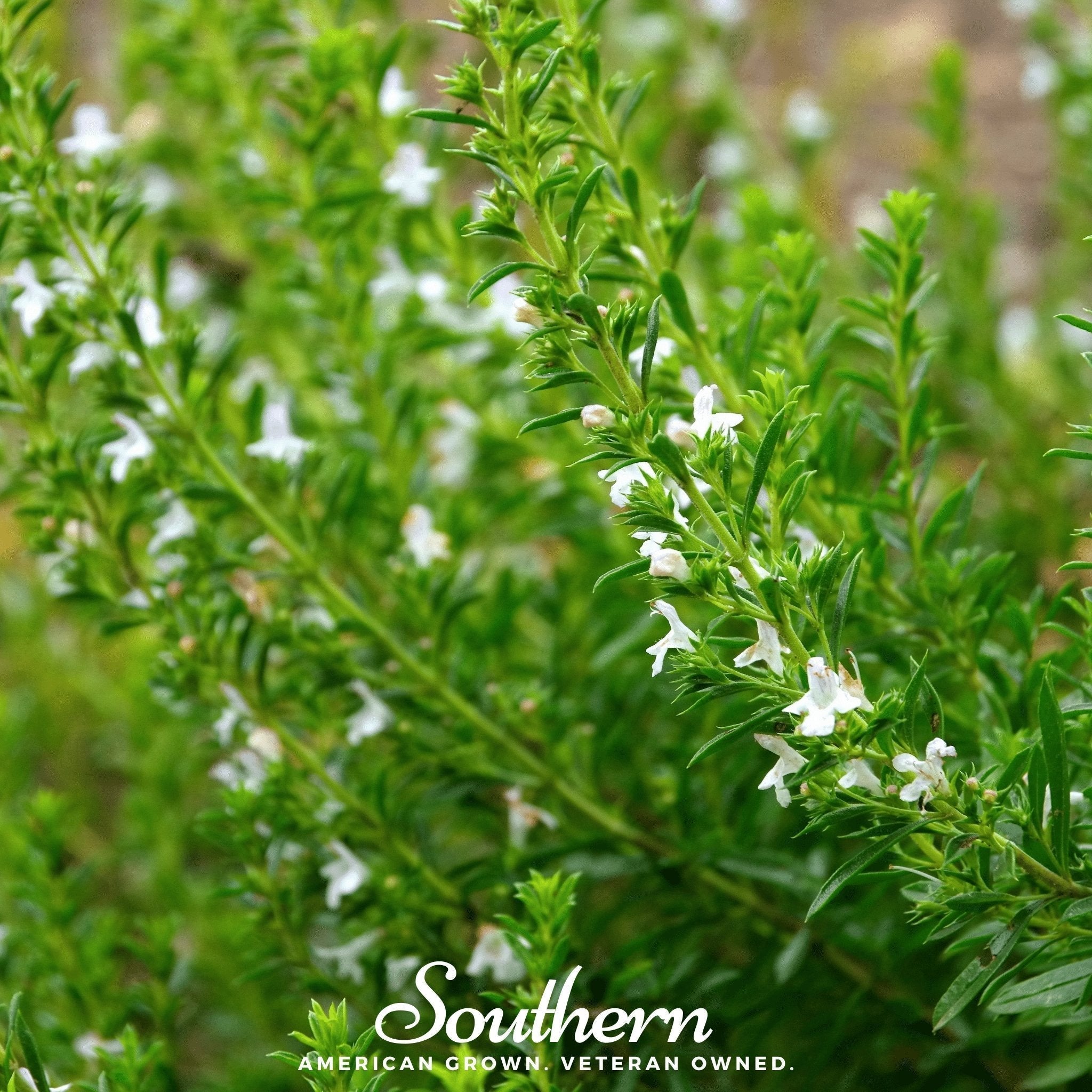 Winter Savory – 100 Seeds Southern Seeds