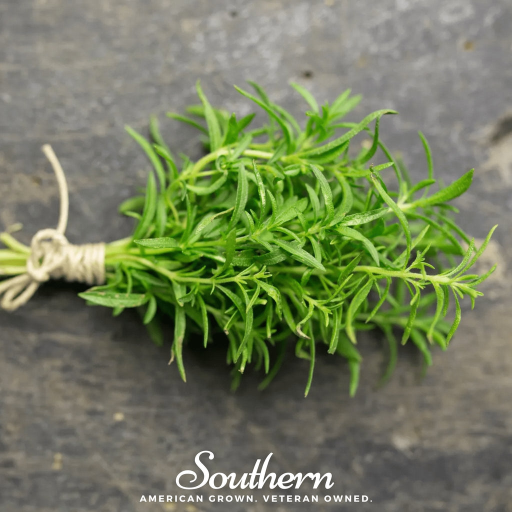 Winter Savory – 100 Seeds Southern Seeds