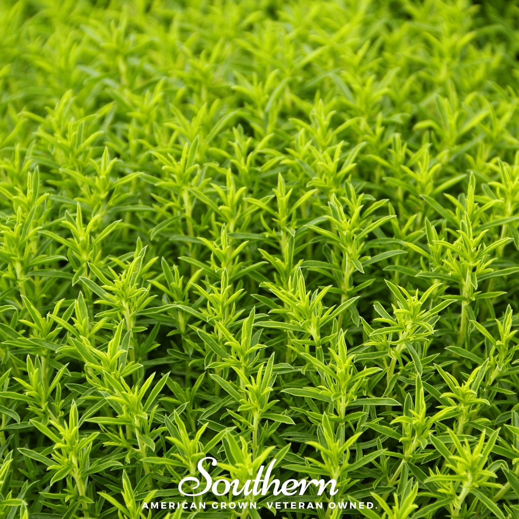 Winter Savory – 100 Seeds Southern Seeds