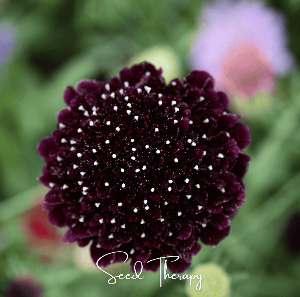 Black Knight Scabiosa – 30 Seeds Southern Seeds
