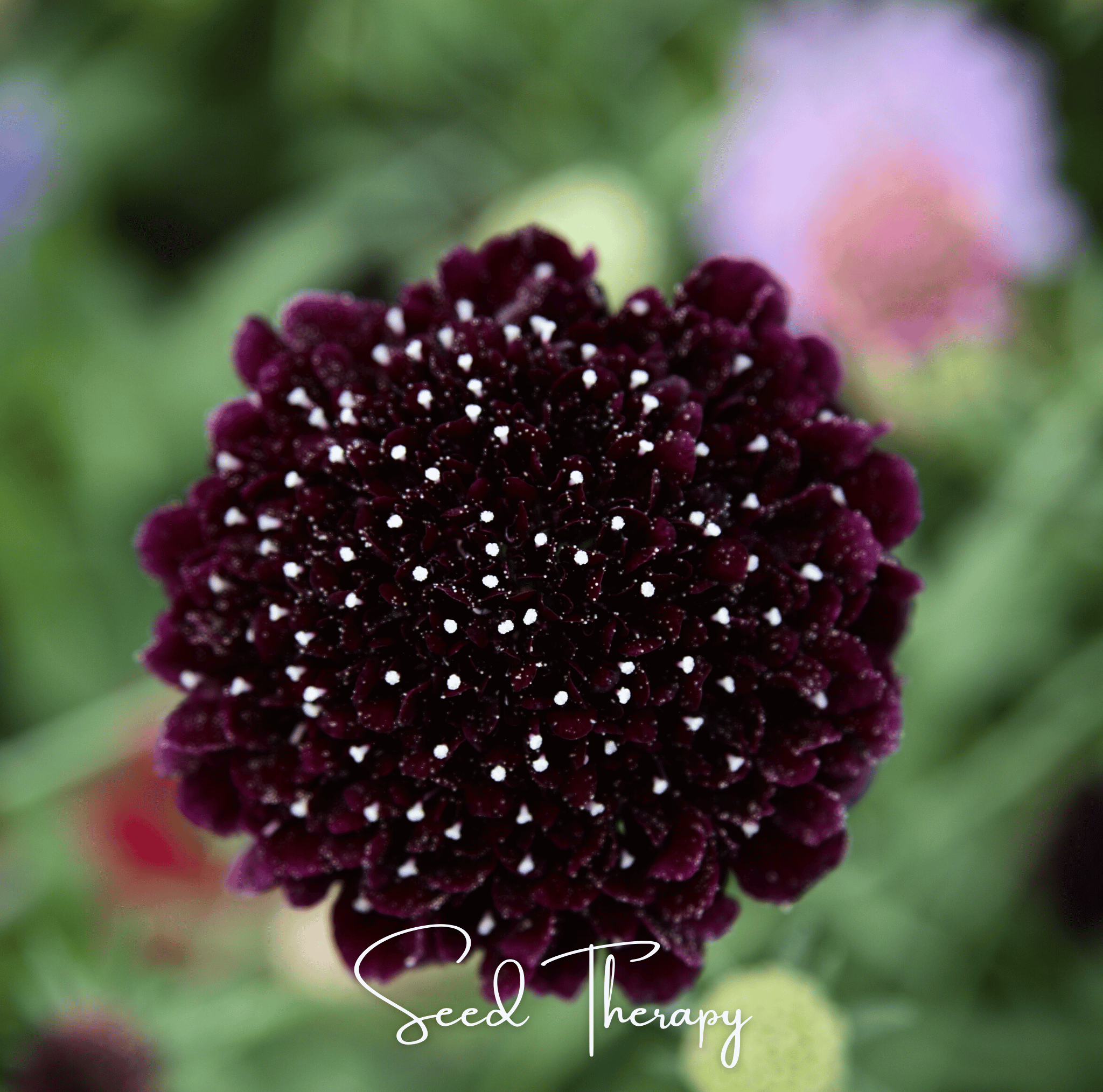 Black Knight Scabiosa – 30 Seeds Southern Seeds