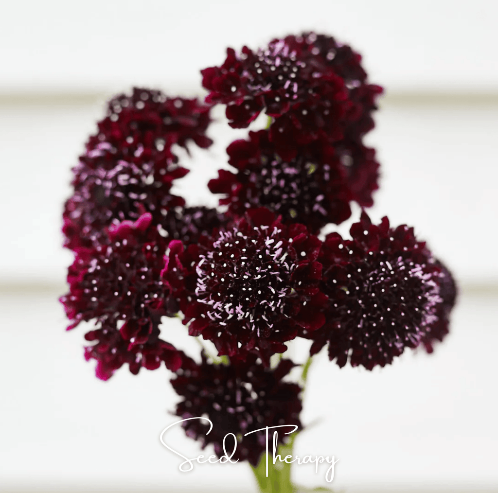Black Knight Scabiosa – 30 Seeds Southern Seeds