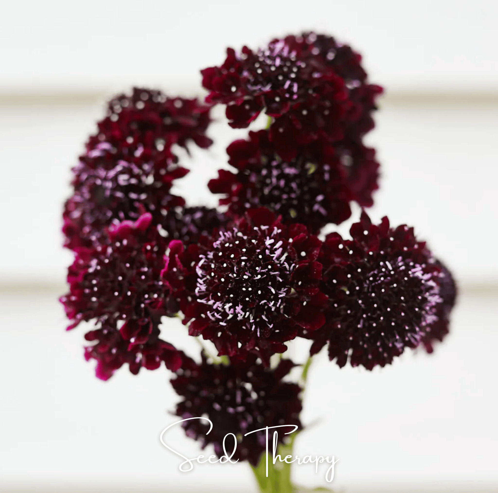 Black Knight Scabiosa – 30 Seeds Southern Seeds