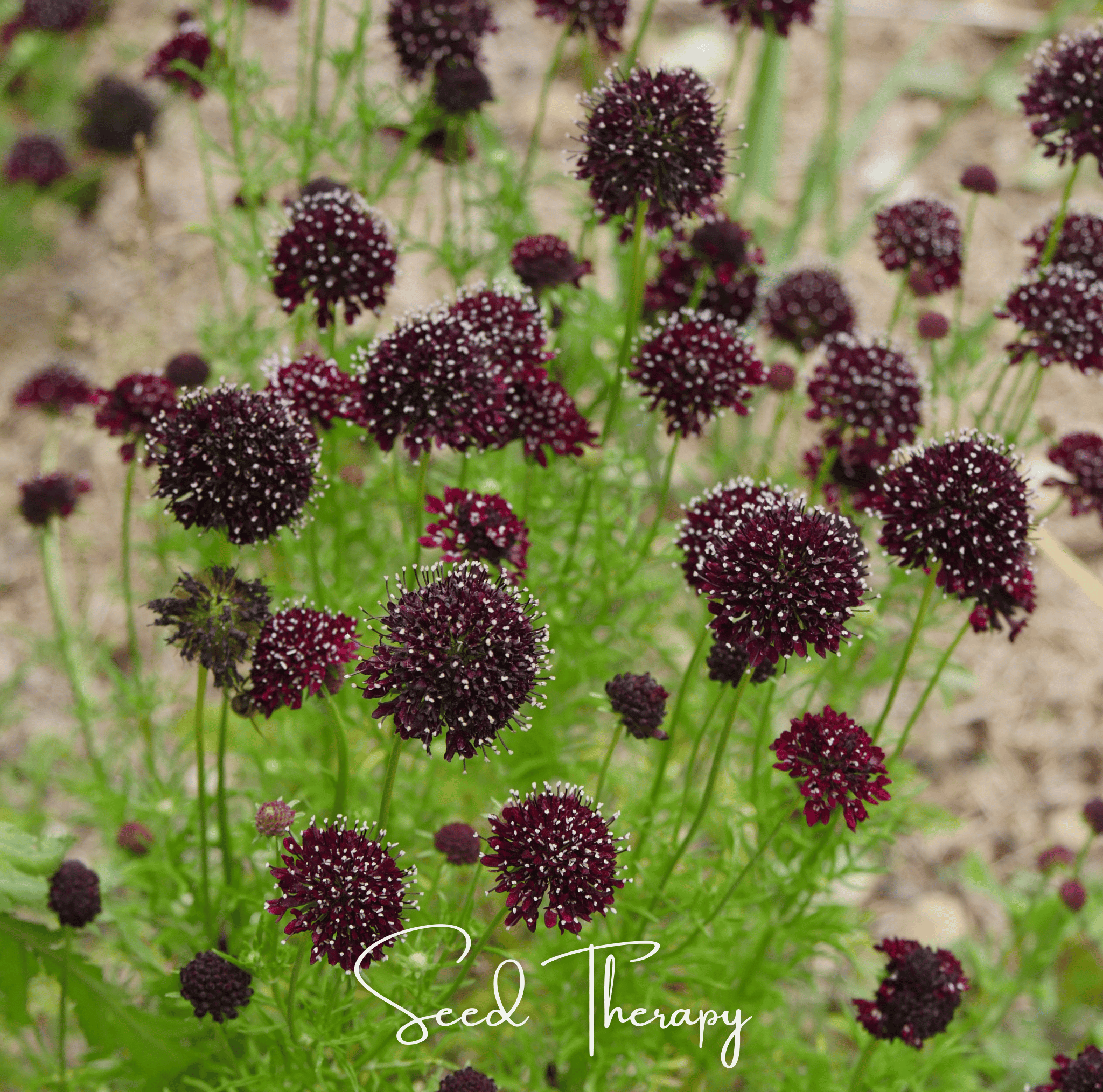 Black Knight Scabiosa – 30 Seeds Southern Seeds