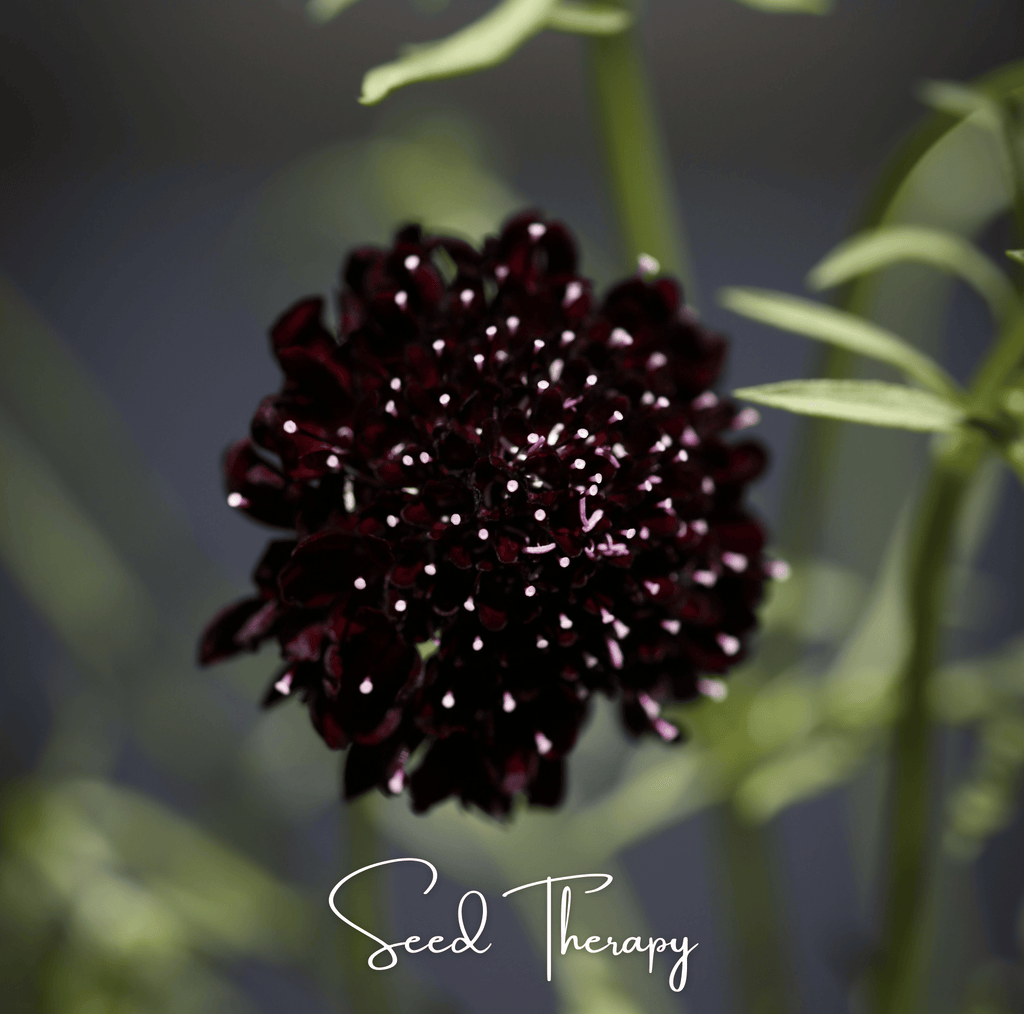 Black Knight Scabiosa – 30 Seeds Southern Seeds