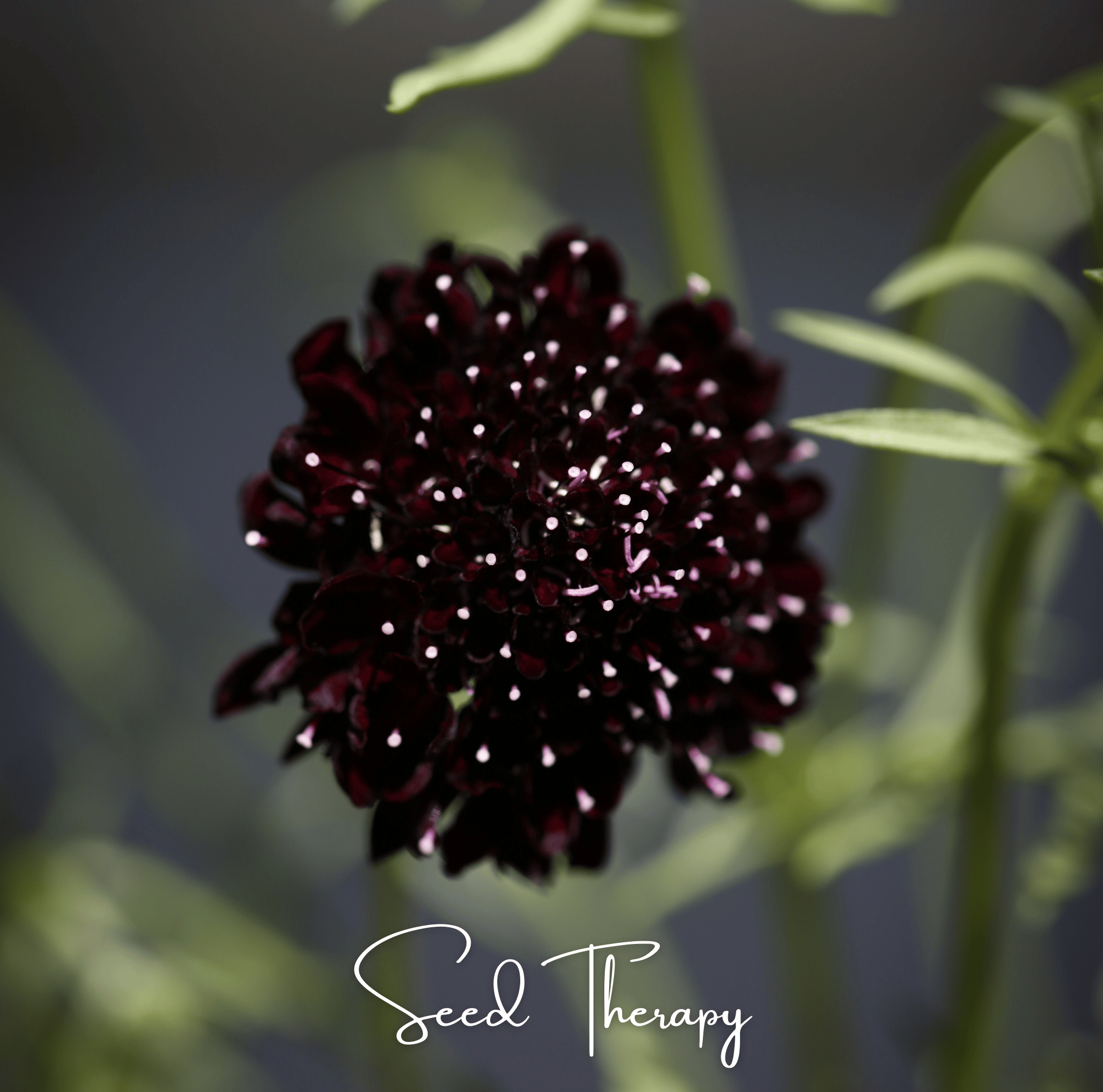 Black Knight Scabiosa – 30 Seeds Southern Seeds