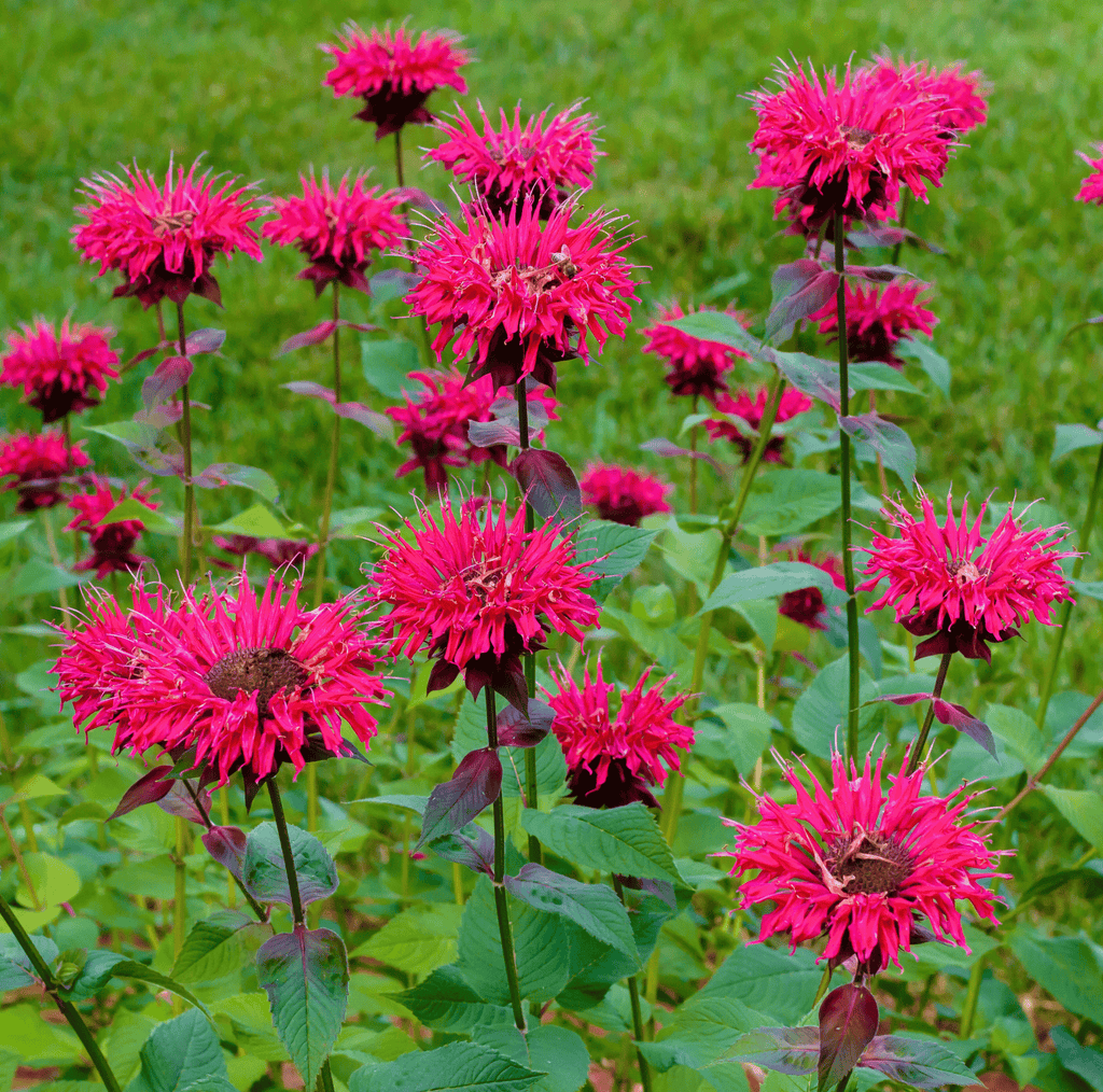 Scarlet Bee Balm – 20 Seeds Southern Seeds