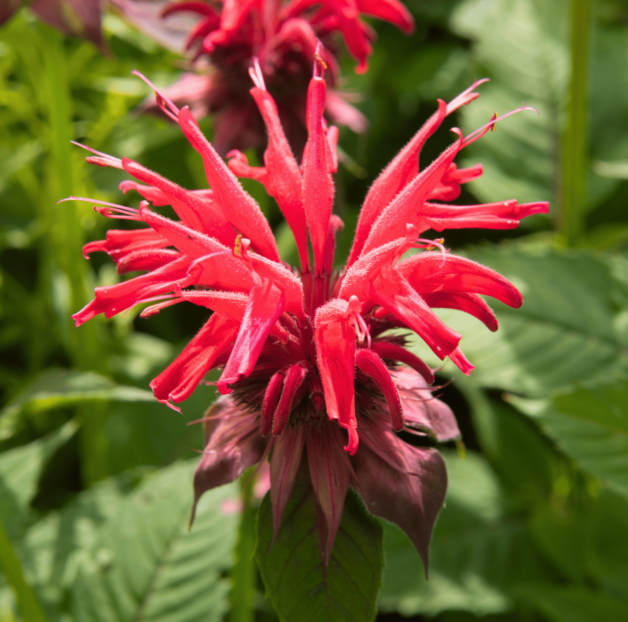 Scarlet Bee Balm – 20 Seeds Southern Seeds