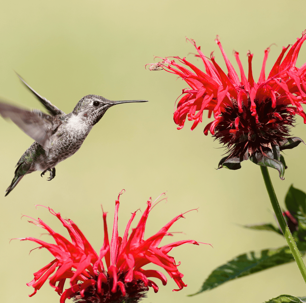 Scarlet Bee Balm – 20 Seeds Southern Seeds