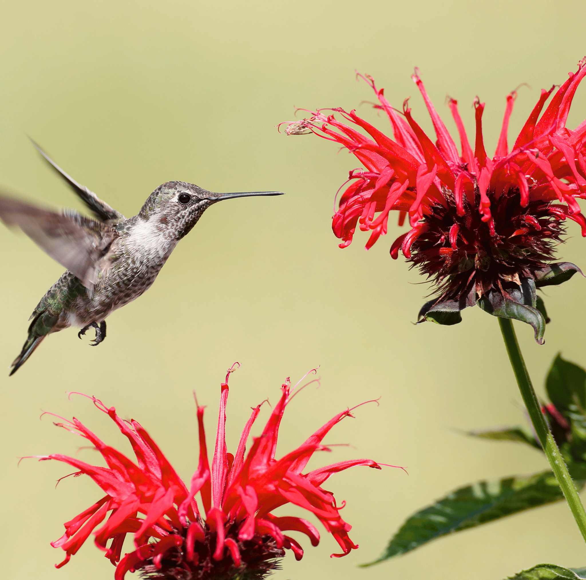 Scarlet Bee Balm – 20 Seeds Southern Seeds