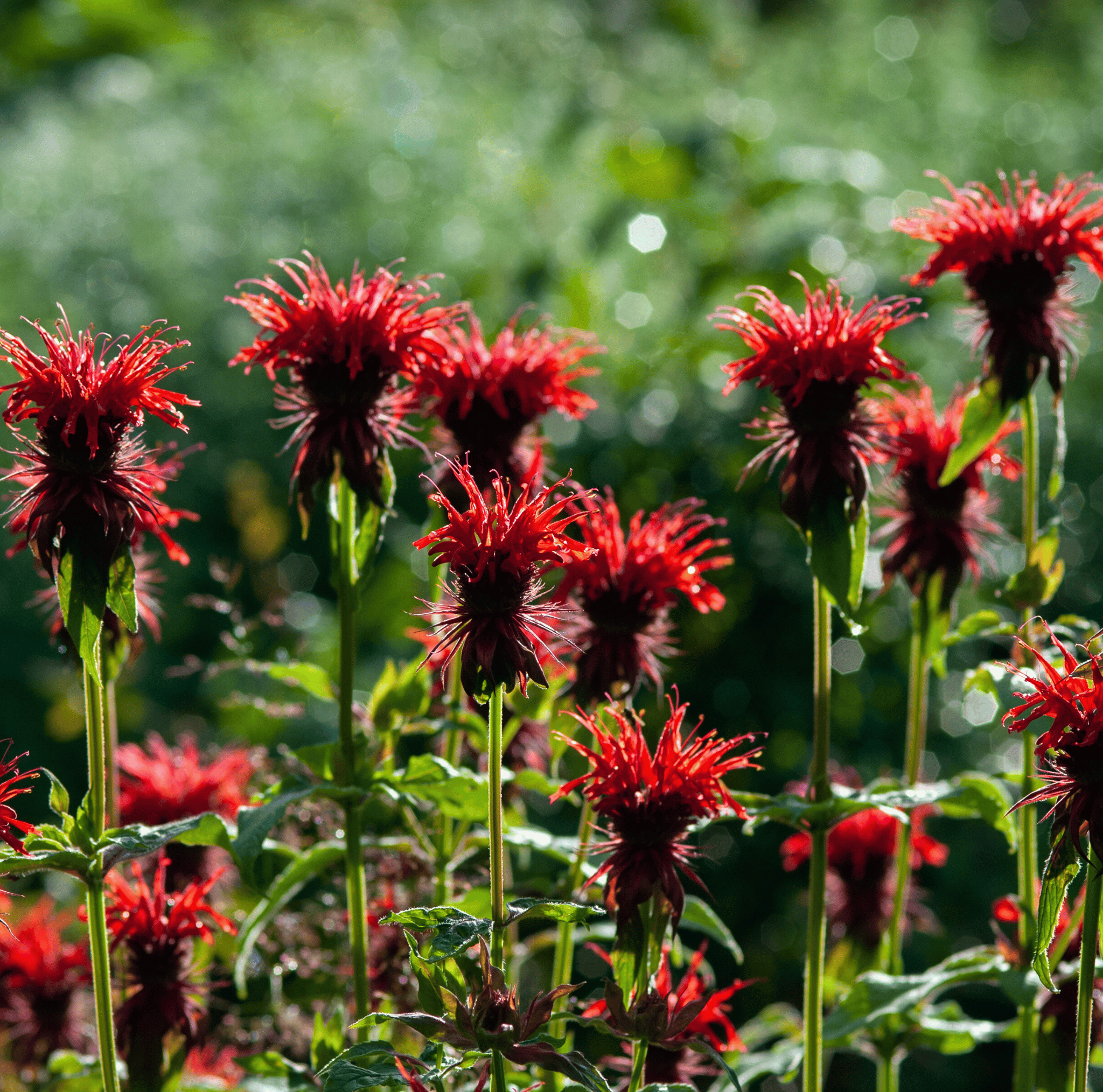 Scarlet Bee Balm – 20 Seeds Southern Seeds