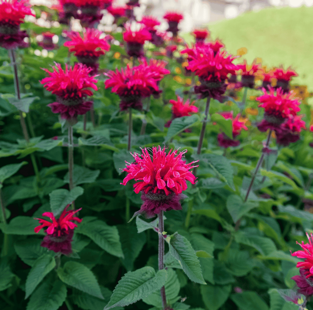 Scarlet Bee Balm – 20 Seeds Southern Seeds