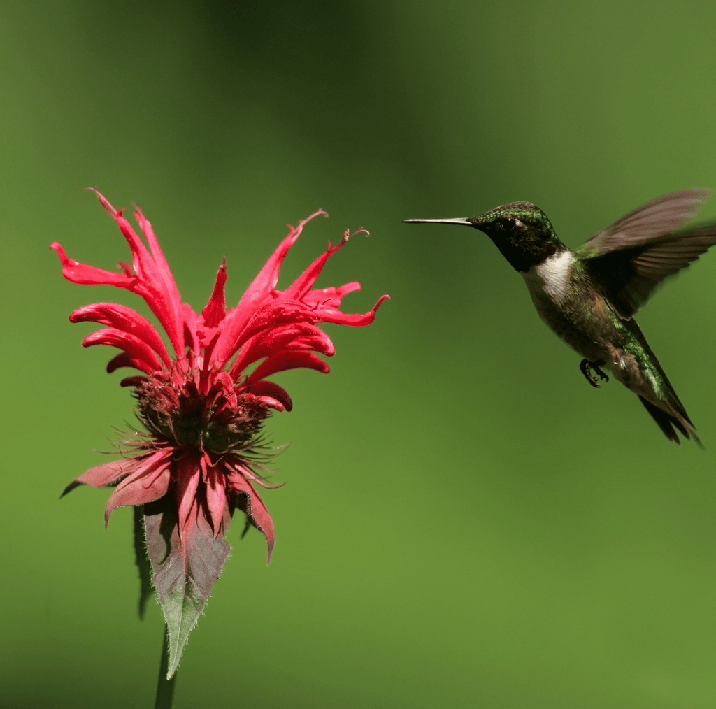 Scarlet Bee Balm – 20 Seeds Southern Seeds