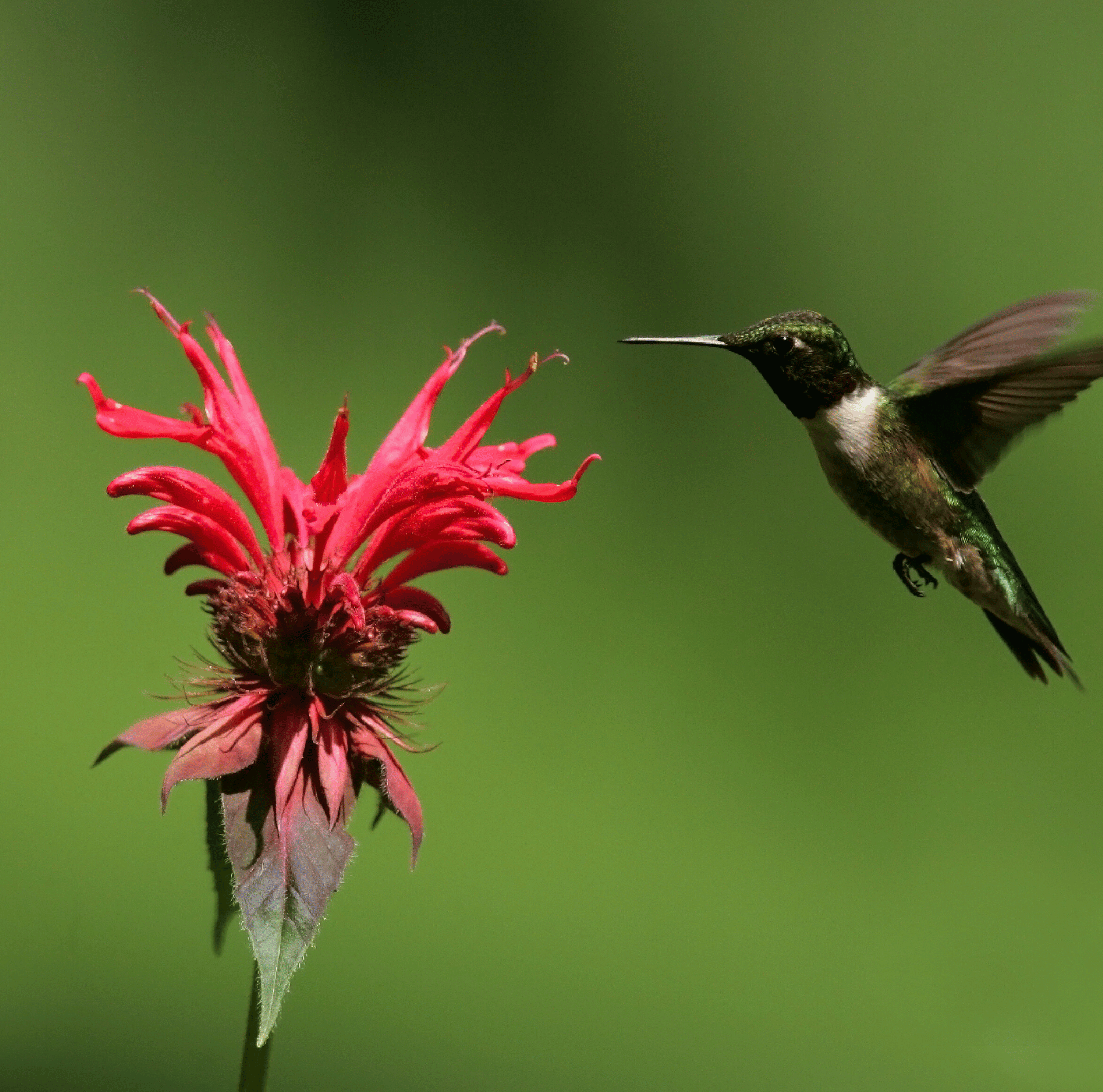 Scarlet Bee Balm – 20 Seeds Southern Seeds