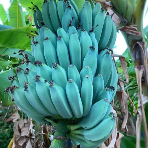 1 Musa Ice Cream (Blue Java) Banana Tree - Small Live Rooted Starter Plant, Tropical Blue Bananas, Unique Fruit, Home Garden or Containers Jayme Garden