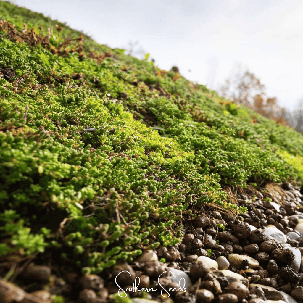 Sedum Roof Mix – 500 Seeds Southern Seeds