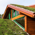 Sedum Roof Mix – 500 Seeds Southern Seeds
