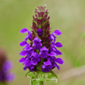 Self Heal (Heal All, All Heal) – 50 Seeds Southern Seeds