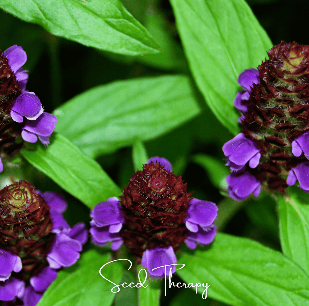 Self Heal (Heal All, All Heal) – 50 Seeds Southern Seeds