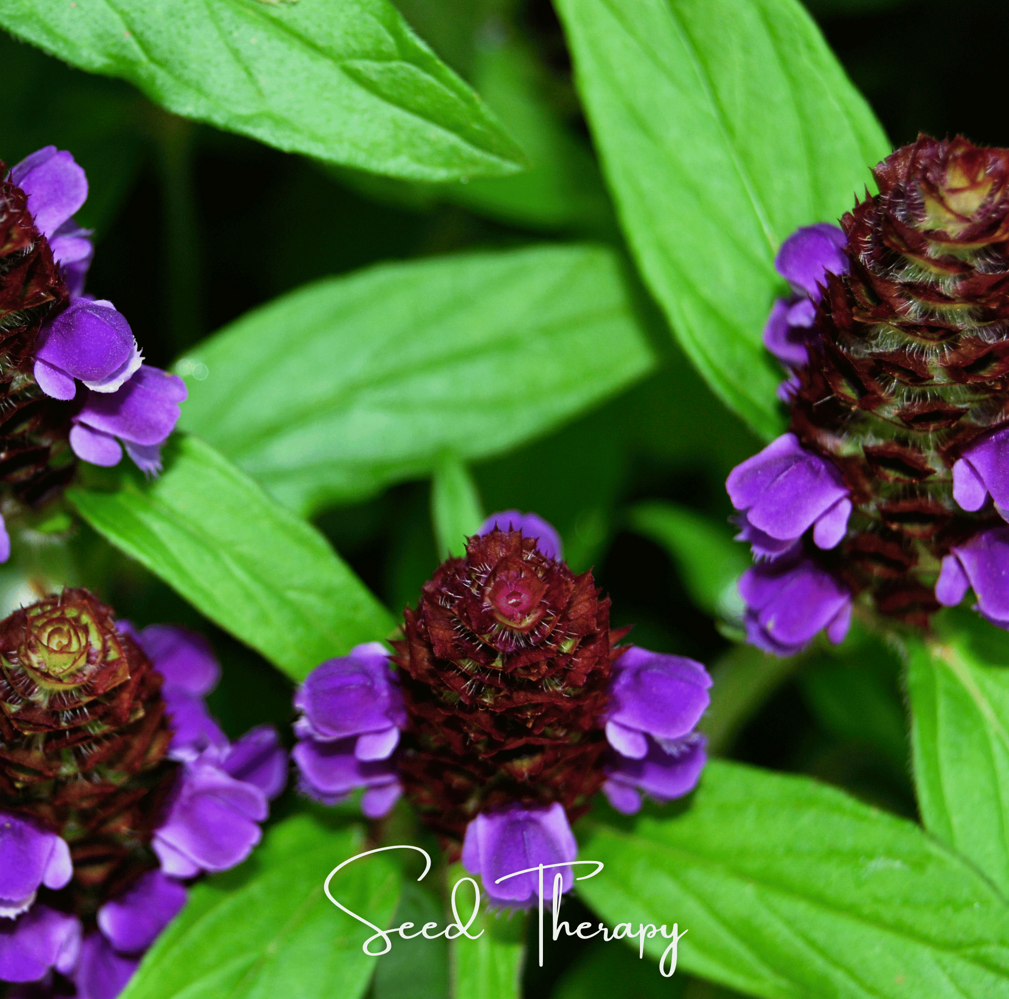 Self Heal (Heal All, All Heal) – 50 Seeds Southern Seeds