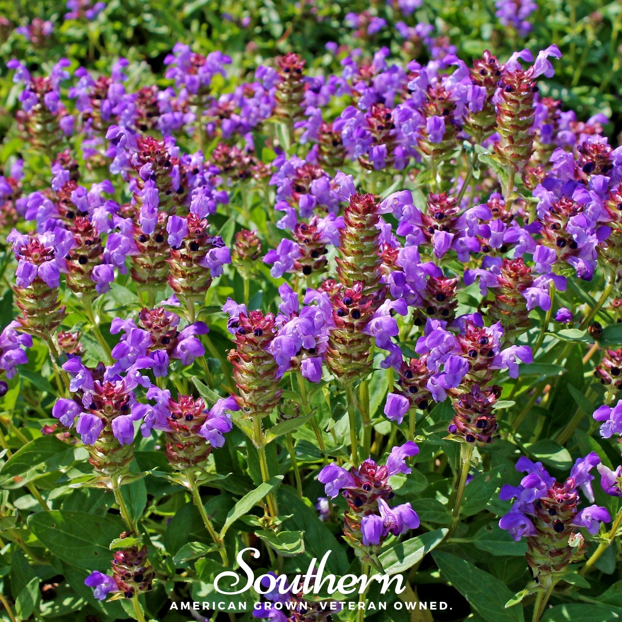 Self Heal (Heal All, All Heal) – 50 Seeds Southern Seeds