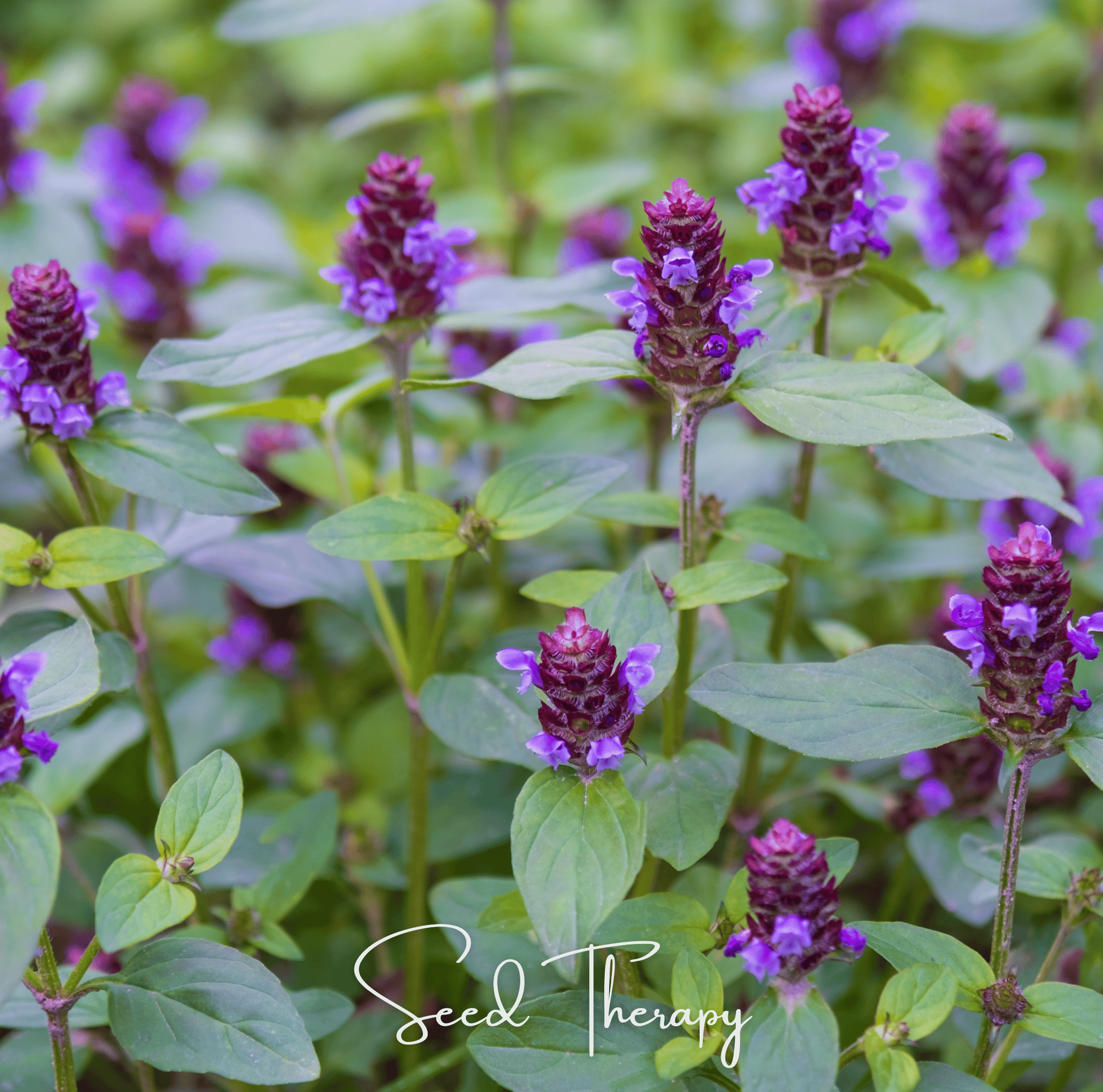 Self Heal (Heal All, All Heal) – 50 Seeds Southern Seeds