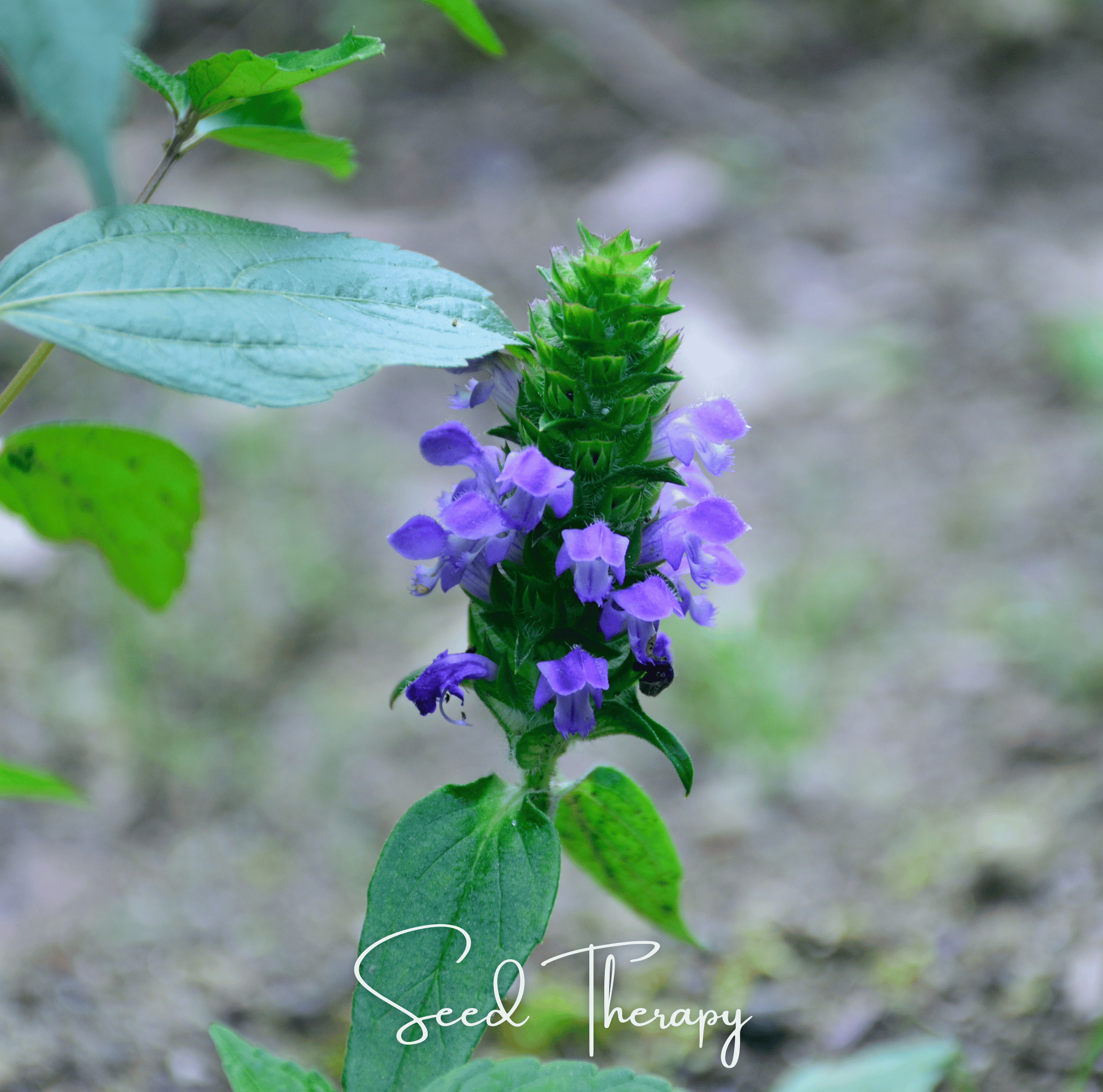 Self Heal (Heal All, All Heal) – 50 Seeds Southern Seeds