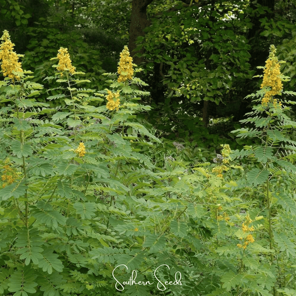 Wild Senna – 20 Seeds Southern Seeds