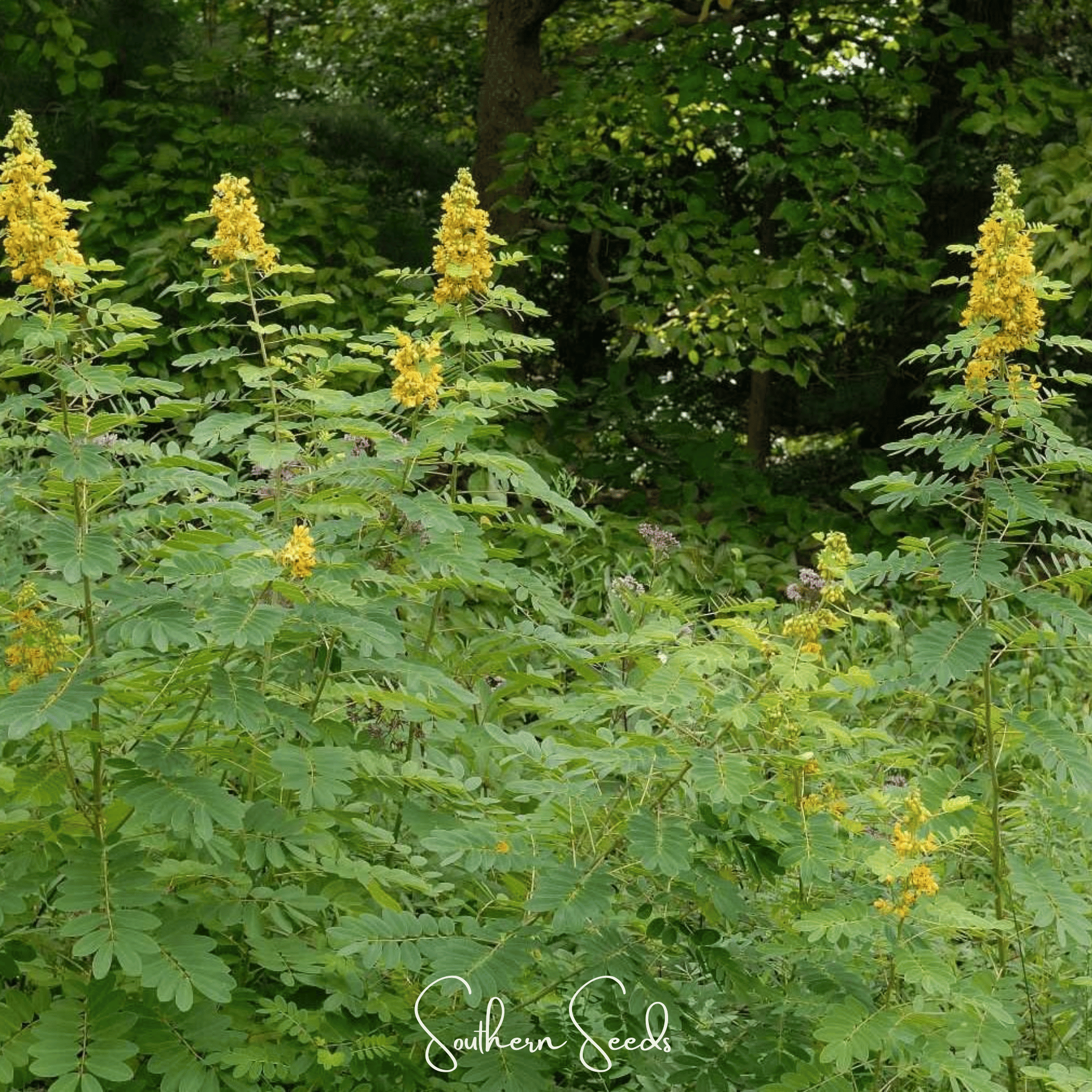 Wild Senna – 20 Seeds Southern Seeds