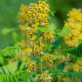 Wild Senna – 20 Seeds Southern Seeds